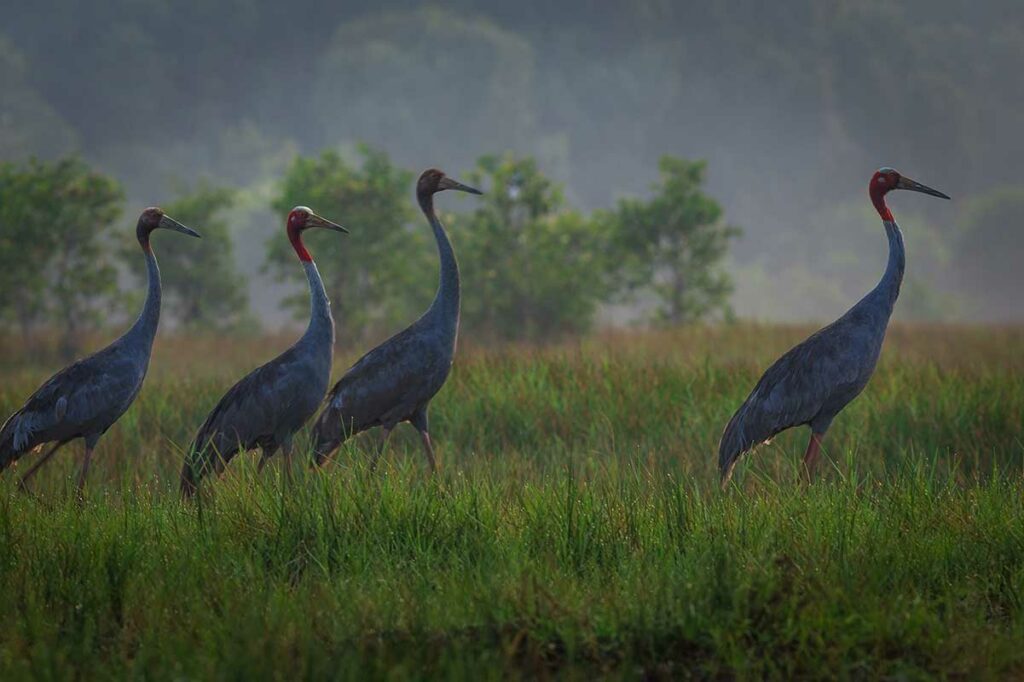 Saruskraanvogels in het grasland van Tram Chim National Park in de Mekong Delta