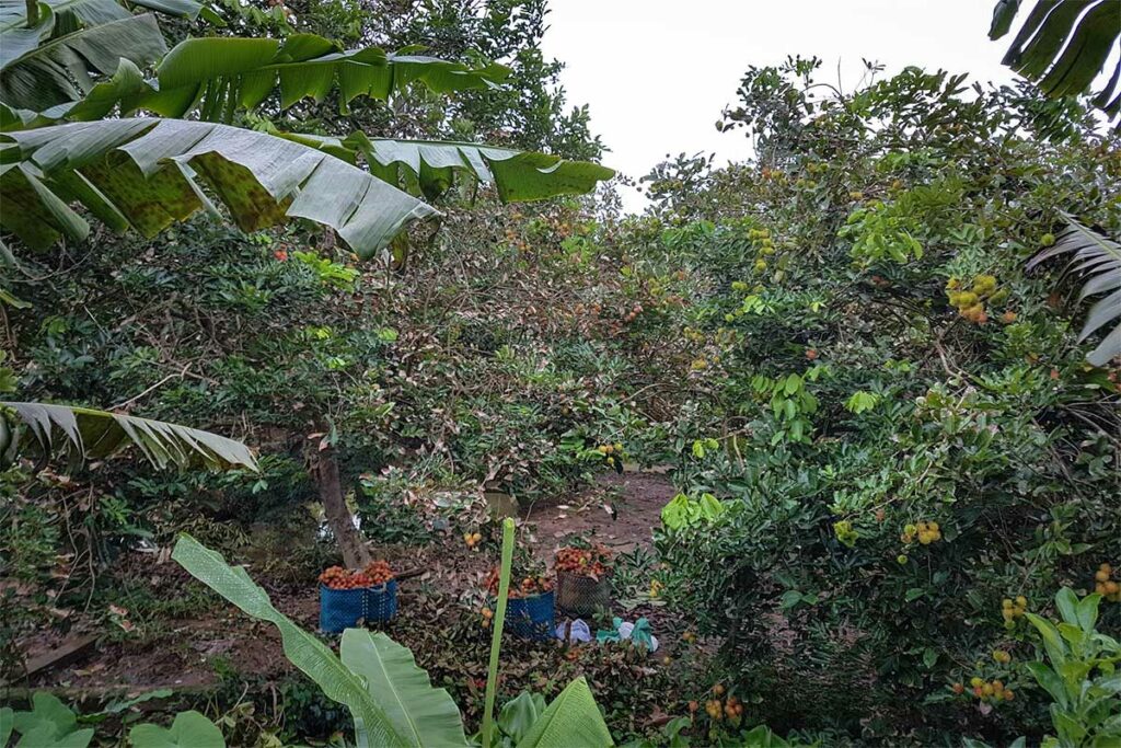 Rambutanbomen in een fruitboomgaard op Tan Quy-eiland in Tra Vinh, onderdeel van de vruchtbare Mekongdelta