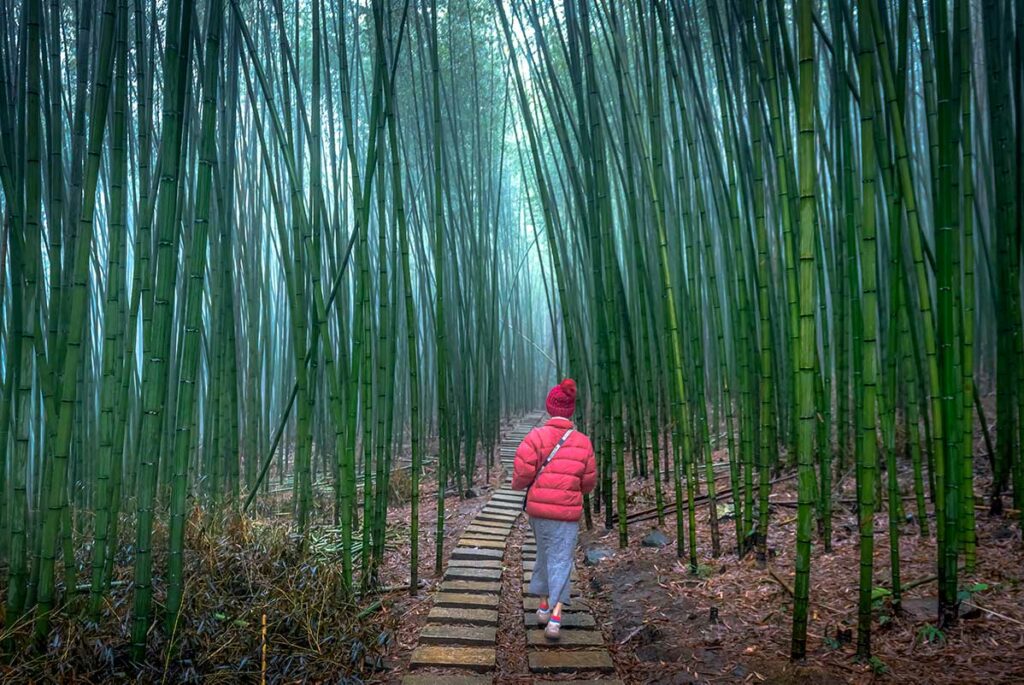 Pad door het Thanh Cong bamboebos in Phia Oac National Park waar hoge bamboestammen een smalle wandelroute vormen in Cao Bang.