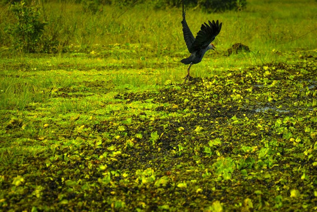 Watervogel in moerasgebied van U Minh Thuong National Park in de provincie Kien Giang
