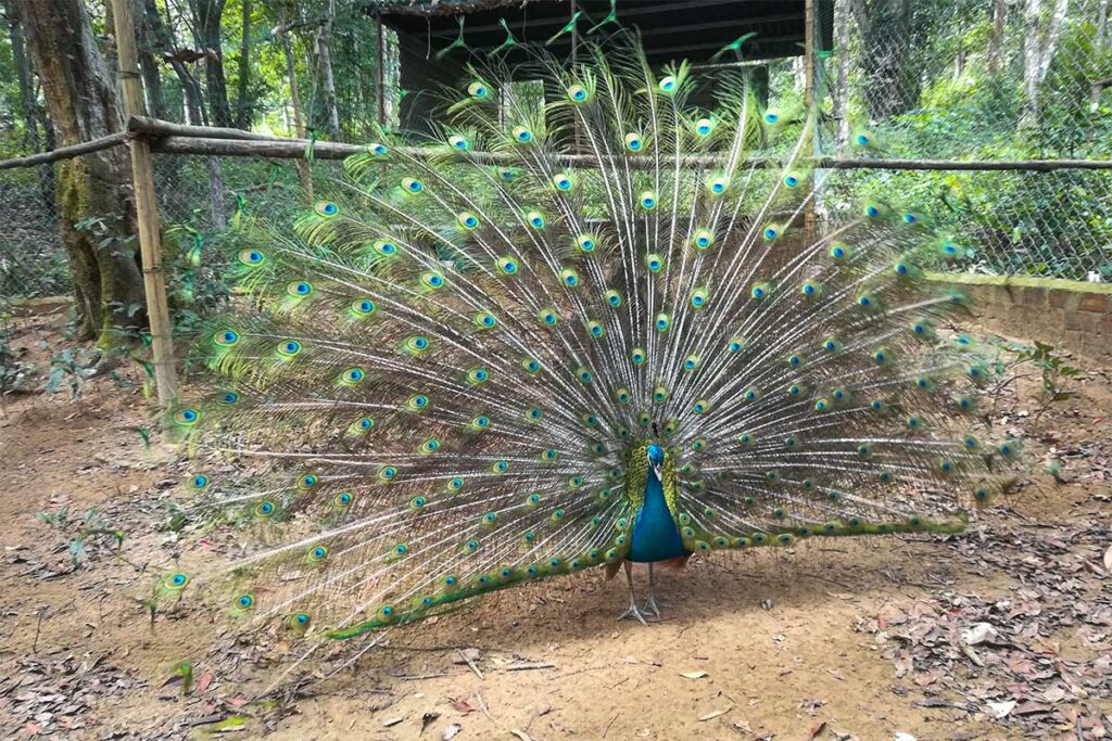 Pauw met uitgeslagen veren in het wildlife enclosure van de Phong Nha Botanic Garden, omgeven door bos