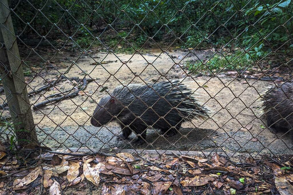 Stekelvarken in het wildlife enclosure van de Phong Nha Botanic Garden, gezien achter een hek in een bosrijke omgeving