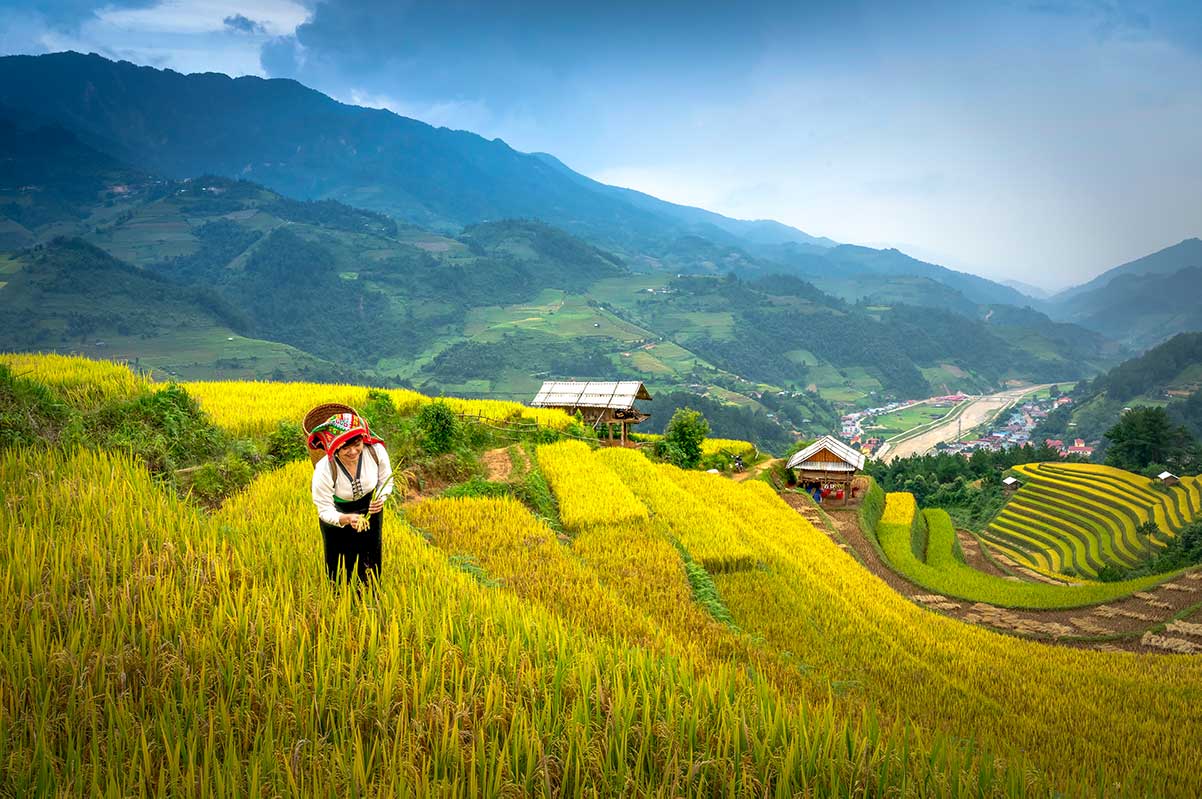 Trekking door gouden rijstvelden in Noord-Vietnam tijdens een avontuurlijke rondreis met uitzicht op bergen en dorpjes