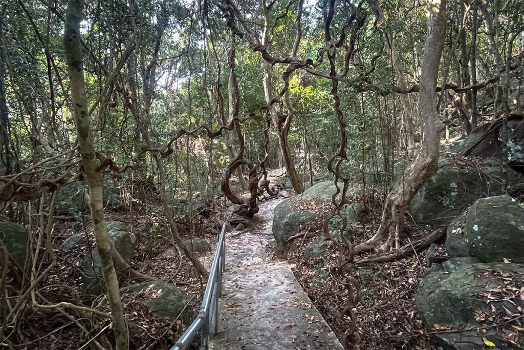 Junglepad met kronkelende bomen en stenen pad langs de trekkingroute naar Bai Bang Beach in Con Dao National Park