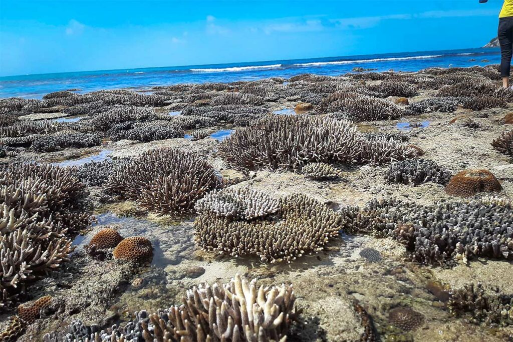 Koraalformaties bij laag water langs het strand van Bai Bang in Con Dao National Park, zichtbaar tijdens een trekking langs de kust