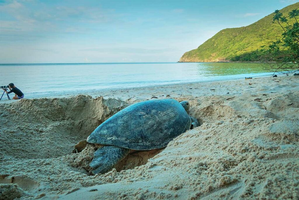 Moederschildpad graaft een nest op het strand van Con Dao om haar eieren te leggen, met uitzicht op zee op het rustige Bay Canh Island.