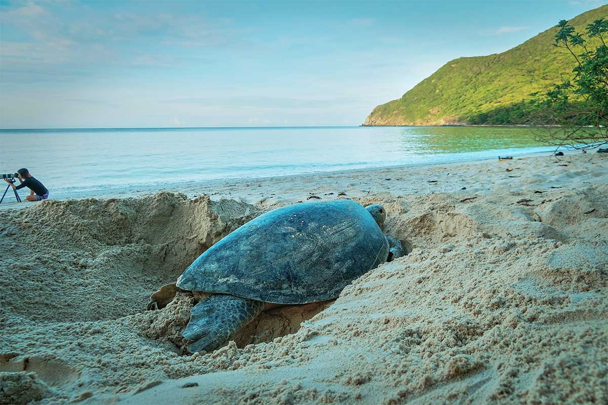 Moederschildpad graaft een nest op het strand van Con Dao om haar eieren te leggen, met uitzicht op zee op het rustige Bay Canh Island.