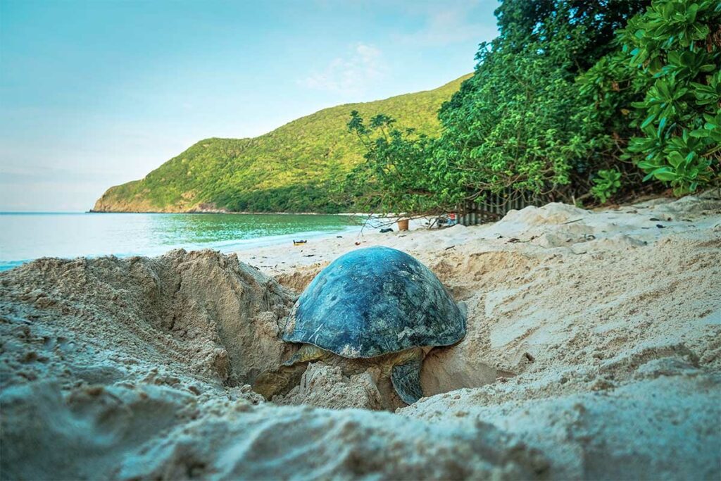 Zeeschildpad legt eieren in het zand op een afgelegen strand van Con Dao, een bijzonder moment tijdens het broedseizoen op Bay Canh Island.
