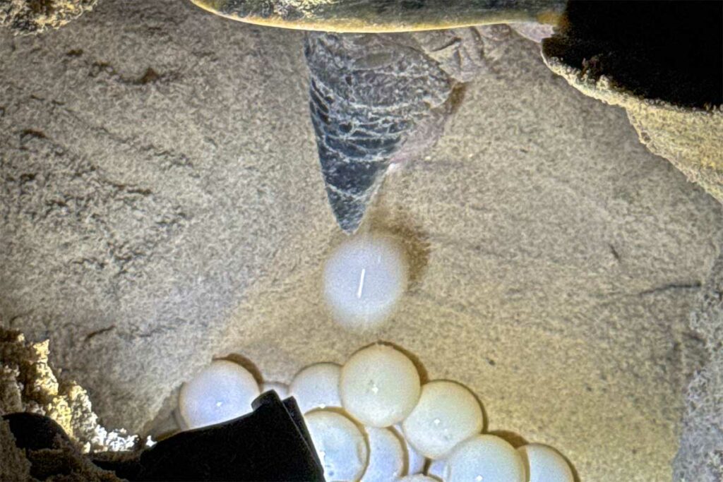 Nest met schildpaddeneieren op het strand van Con Dao, waar een zeeschildpad haar eieren heeft gelegd in het zachte zand van Bay Canh Island.