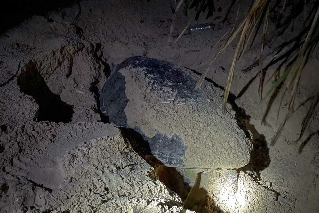 Zeeschildpad graaft ’s nachts een nest op het strand van Con Dao om haar eieren te leggen, een zeldzaam moment op de rustige stranden van Bay Canh.