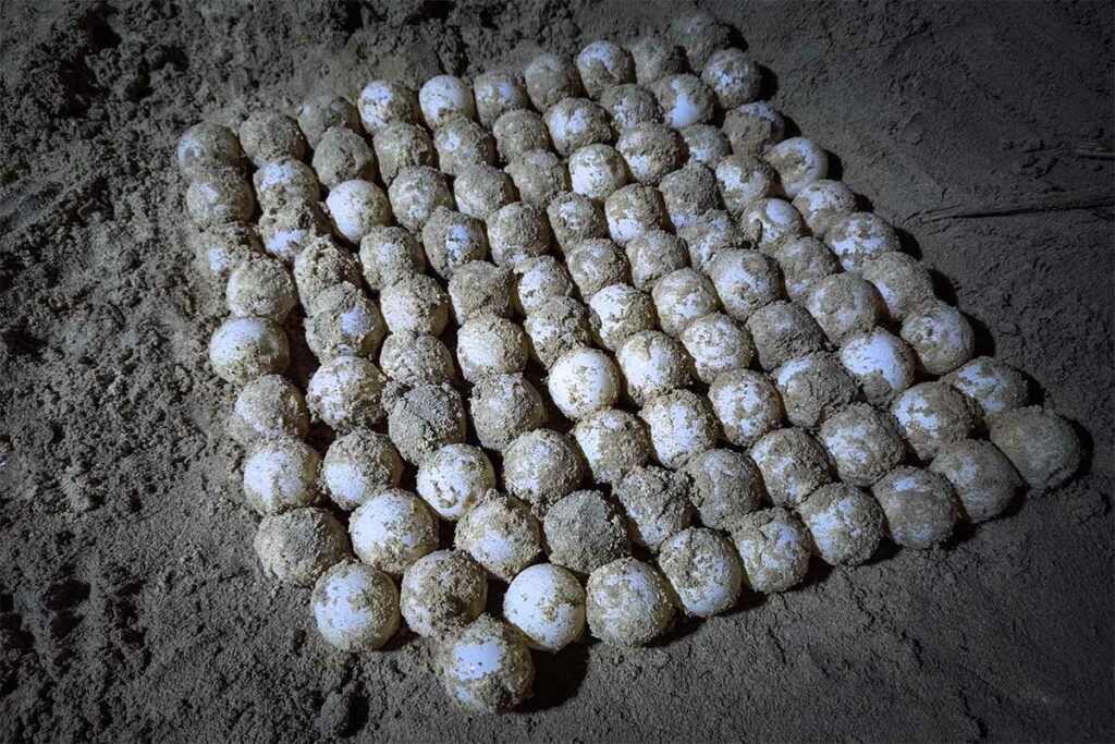 Grote groep schildpaddeneieren op het strand van Con Dao, zorgvuldig verzameld en beschermd in een gecontroleerde broedomgeving op Bay Canh Island.
