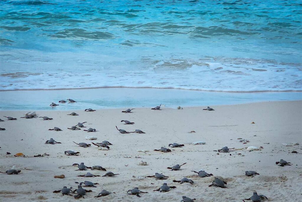 Honderden jonge schildpadden kruipen over het strand van Con Dao richting de zee, een bijzonder moment tijdens het uitkomen op de stranden van Bay Canh Island.