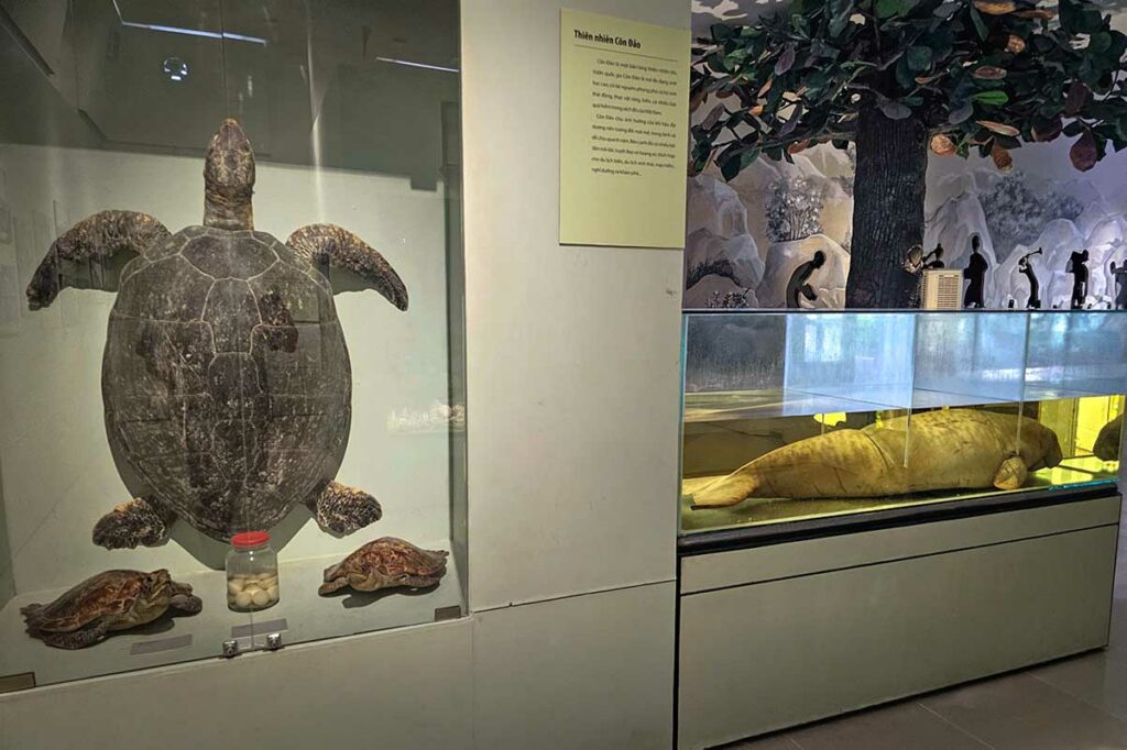 Tentoonstelling in Con Dao Museum met zeeschildpadden en zeeleven, over de natuur en onderwaterwereld rond de Con Dao eilanden