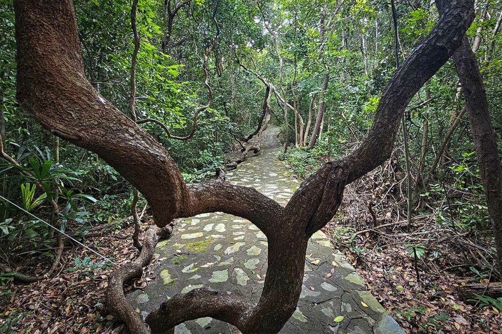 Junglepad in Con Dao National Park richting Dat Tham Beach, met kronkelende bomen en stenen wandelpad door dicht tropisch bos.