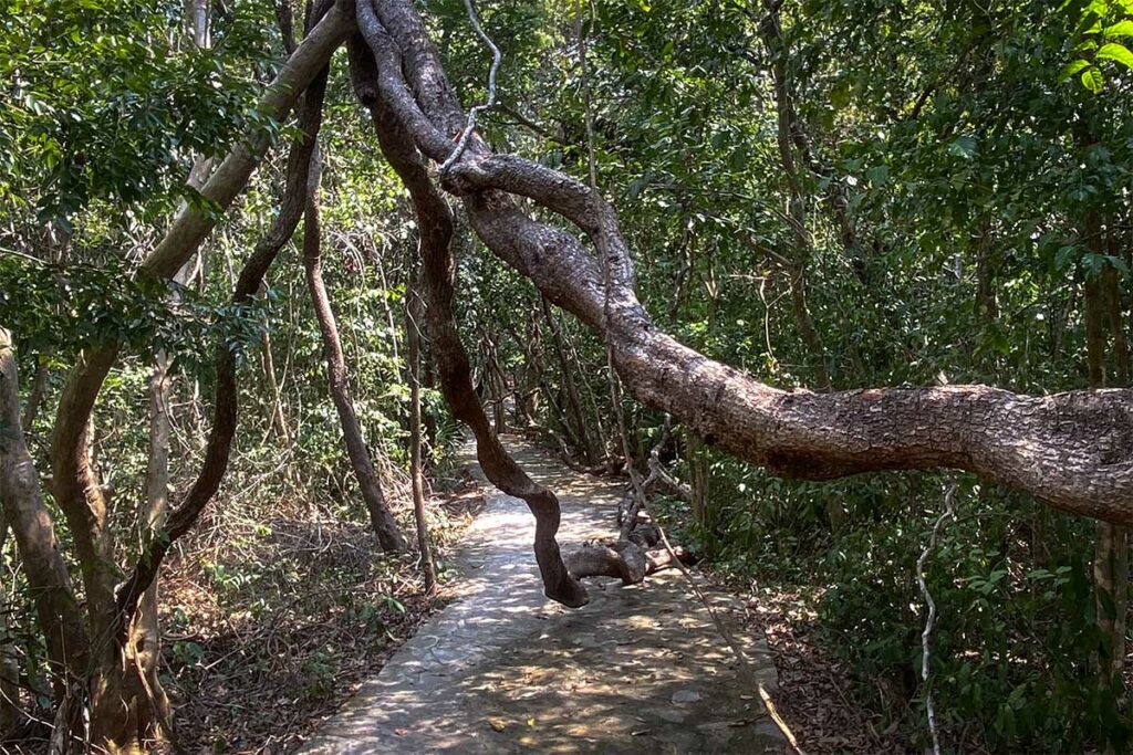 Smalle jungle route met kronkelende boomtakken langs het pad tijdens een trekking in Con Dao National Park