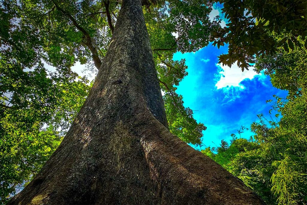 De Heritage Tree in Con Dao National Park, een enorme boom in het regenwoud langs een van de trekkingroutes