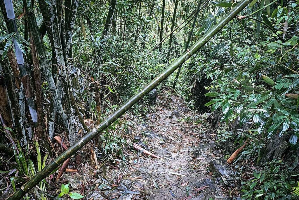 Steil junglepad met bamboe langs de route naar Na Lay Peak uitzichtpunt in Bac Son Valley