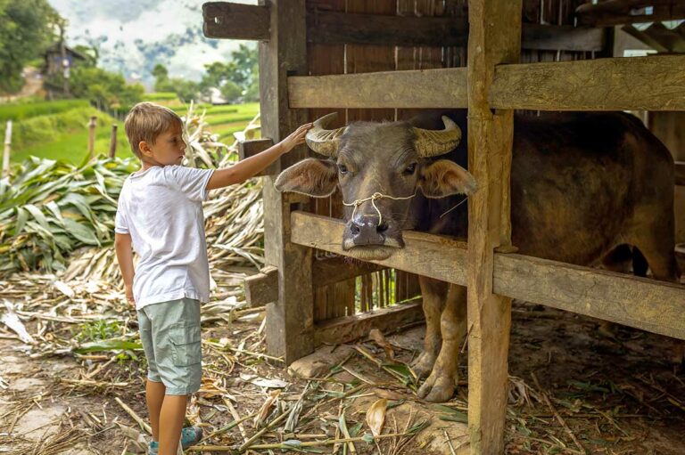 Sapa met kind dat een waterbuffel aait bij een traditioneel dorp tussen rijstvelden