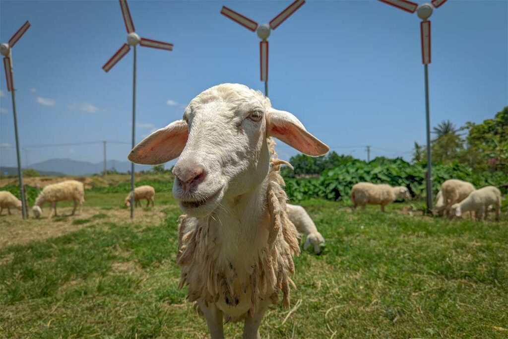 Schaap op de Suoi Tien Sheep Farm in Cam Ranh met windmolens en open landschap op de achtergrond.