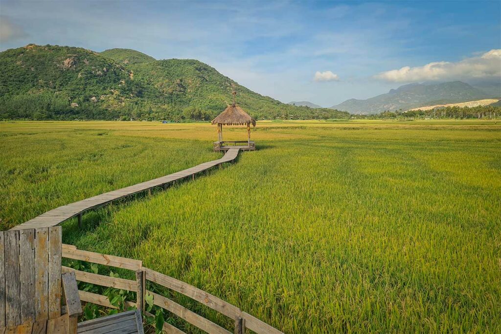 Uitzicht over rijstvelden bij Suoi Tien Sheep Farm in Cam Ranh met houten pad en bergen op de achtergrond.