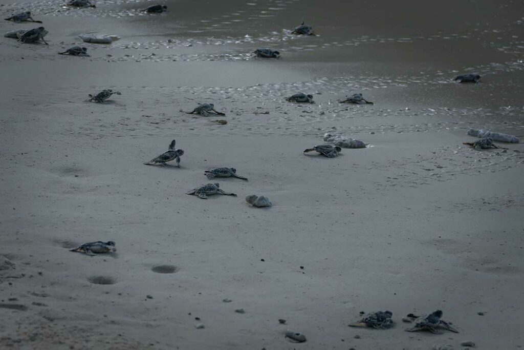 Jonge schildpadden kruipen over het strand van Con Dao richting de zee na het uitkomen van hun nest op een van de stranden van Bay Canh Island.