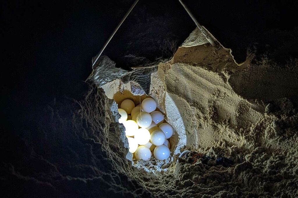 Zeeschildpad legt eieren in een nest op het strand van Con Dao, zichtbaar in het zand tijdens een nachtelijke broedactiviteit.