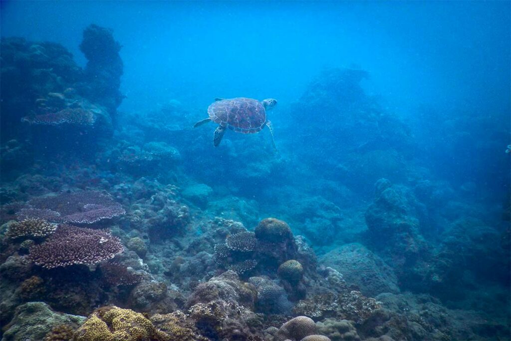 Zeeschildpad zwemt boven een koraalrif tijdens het duiken in Con Dao, met open water en rifstructuren op de achtergrond.