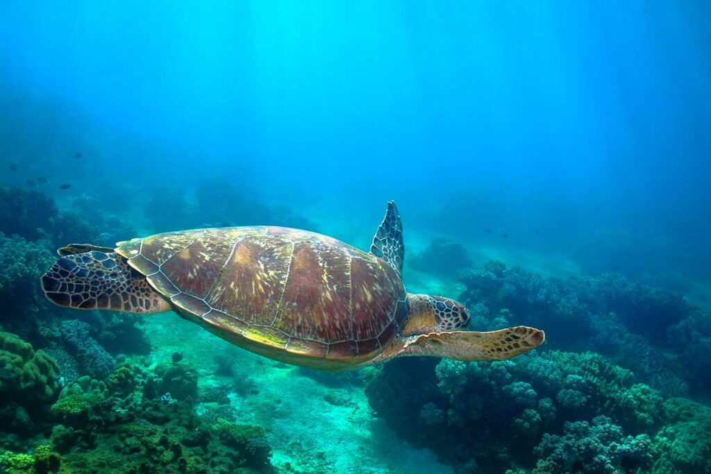Groene zeeschildpad zwemt boven het koraalrif