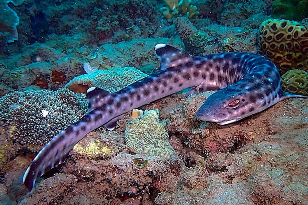 Bamboehaai (bamboo shark) ligt op het koraalrif tijdens het duiken in Con Dao, omringd door verschillende soorten hard koraal.
