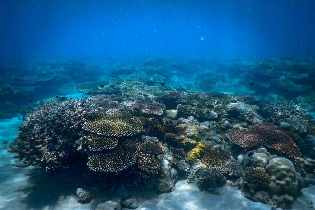 Uitgestrekt koraalrif met tafelkoralen en harde koralen tijdens het duiken in Con Dao, met helder blauw water en goed zicht onder water.