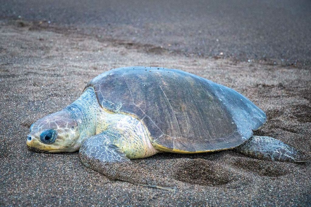 Olive ridley schildpad rust op het strand, een van de twee soorten zeeschildpadden die hier hun eieren leggen.