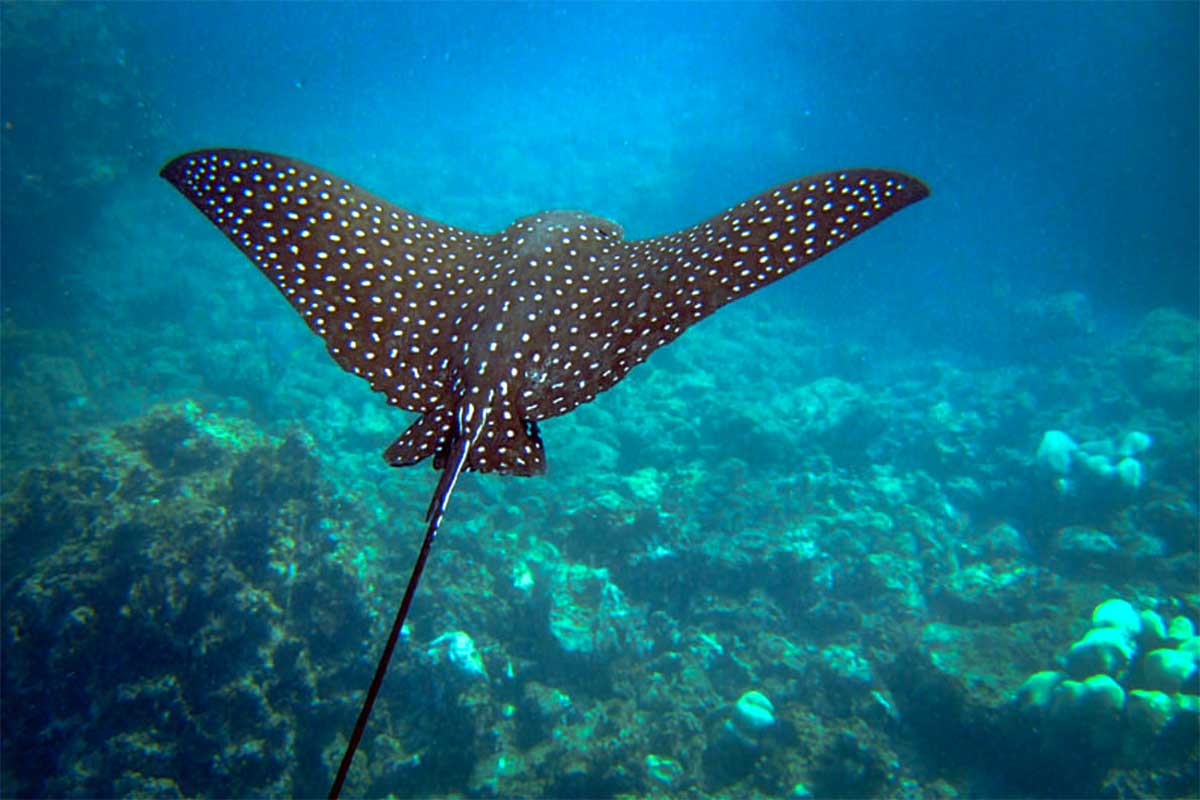 Gevlekte adelaarsrog (spotted eagle ray) zweeft boven het rif tijdens het duiken in Con Dao, met open zee en koraalbodem op de achtergrond.