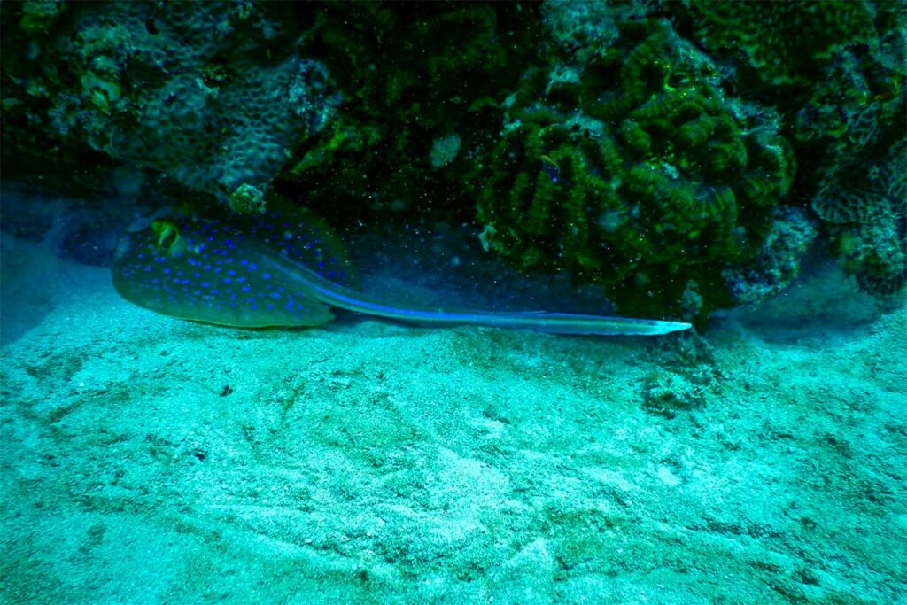 Blauwgevlekte pijlstaartrog (blue-spotted stingray) rust op de zandbodem naast koraal tijdens het duiken in Con Dao.