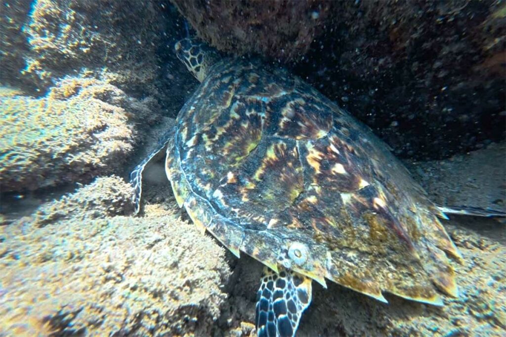Zeeschildpad (hawksbill turtle) zwemmend langs het koraalrif tijdens een duik in Con Dao, een van de bekendste plekken in Vietnam om schildpadden te zien.