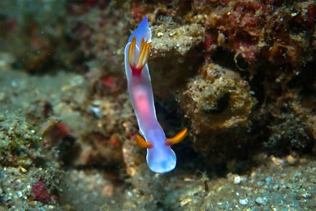 Kleurrijke naaktslak (nudibranch) op het koraalrif tijdens het duiken in Con Dao, een voorbeeld van het kleine en diverse onderwaterleven rond de eilanden.