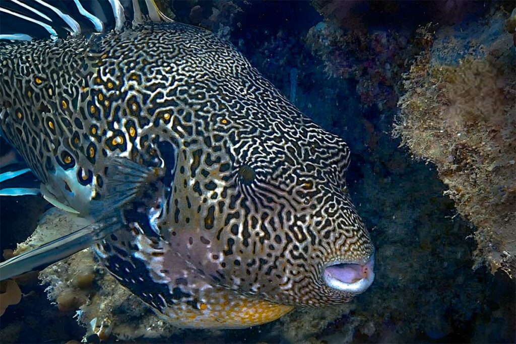 Close-up van een grote kogelvis (pufferfish) tussen het koraal tijdens het duiken in Con Dao, met gedetailleerd patroon en rif op de achtergrond.