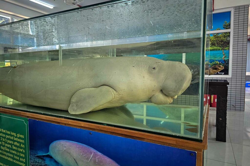 Opgezette zeekoe in het kleine museum van het National Park Office in Con Dao National Park