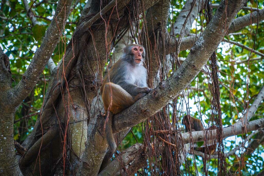 Rhesusmakaak zit hoog in een banyan boom in Vietnam — apen kunnen hondsdolheid overbrengen, ook bij een ogenschijnlijk speelse aanraking of krab