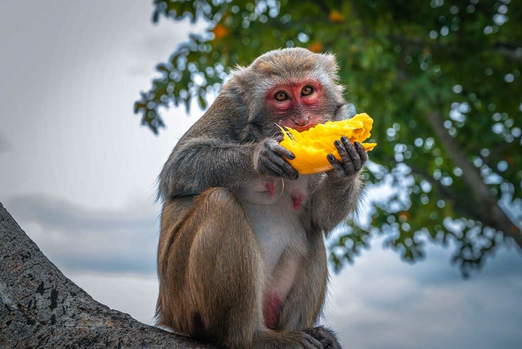Rhesusmakaak zit in een boom op Son Tra schiereiland bij Da Nang en eet een mango — wilde apen in Vietnam kun je hier van dichtbij observeren