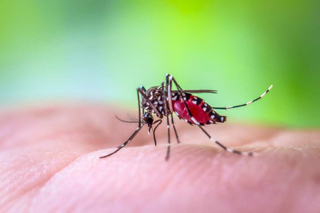 Close-up van een Aedes-mug met gevulde rode buik die steekt op menselijke huid — de belangrijkste overdrager van dengue in Vietnam