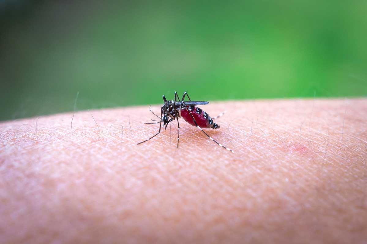 Aedes-mug zuigt bloed op een onderarm met een groene achtergrond — herkenbaar aan de witte strepen, de mug die dengue verspreidt in Vietnam