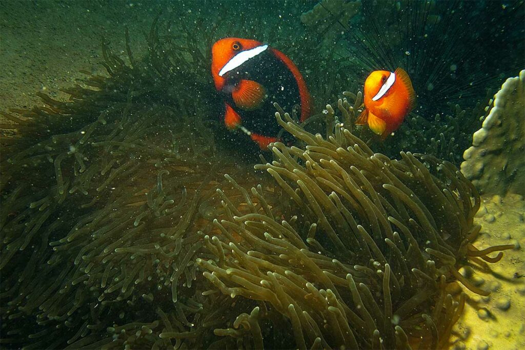 Twee oranje-zwarte clownvissen zwemmen boven een grote anemoon op het rif bij Hon Mun — clownvissen zijn een vast onderdeel van de onderwaterwereld tijdens het duiken bij Nha Trang