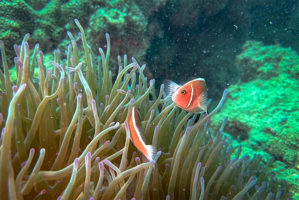 Roze anemoonvis zwemt tussen de tentakels van een zeeanemoon op het rif bij Phu Quoc — anemoonvissen worden op bijna elke duiklocatie rond het eiland gespot