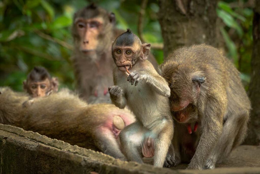 Groep langstaartmakaken in Can Gio mangrovebos bij Ho Chi Minh Stad — een plek waar je wilde apen in Vietnam gemakkelijk kunt spotten