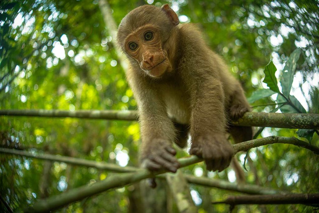 Jonge Assam-makaak kijkt nieuwsgierig recht in de camera vanuit de takken van een tropisch bos in Vietnam