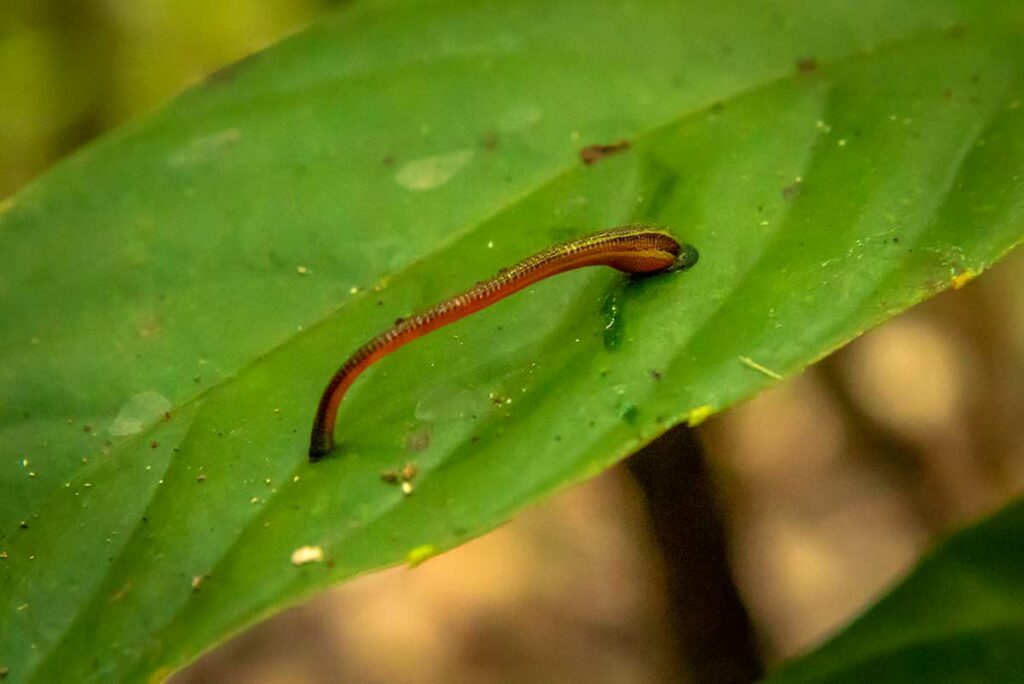 Kleine bloedzuiger op een groen blad in het regenwoud, een ongewenste tegenkomer tijdens trekking in Vietnam
