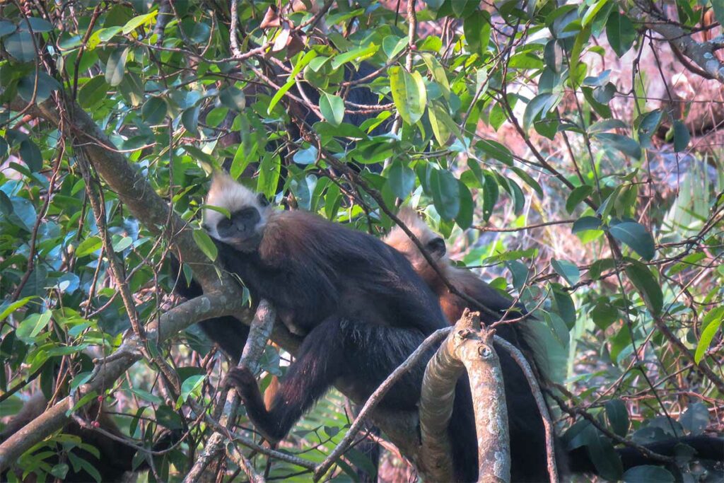 Cat Ba-langur met zwarte vacht en witte kop rust in de takken van het regenwoud op Cat Ba eiland — een van de meest bedreigde apensoorten ter wereld in Vietnam