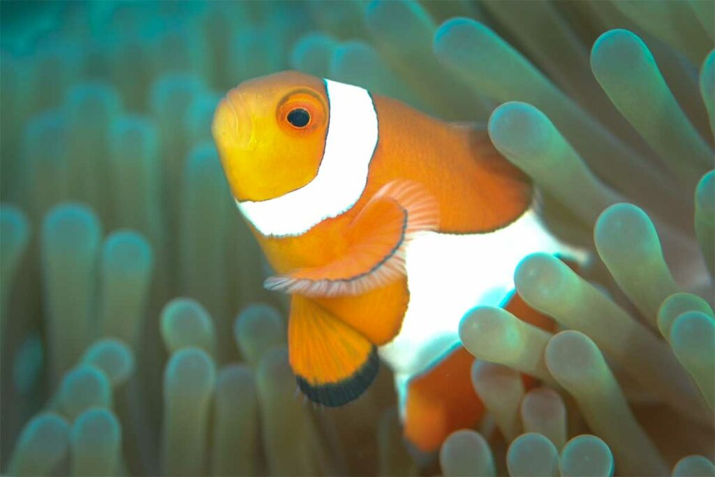 Clownvis tussen de tentakels van een anemoon op het rif bij de Cham eilanden — duiken bij Hoi An biedt regelmatig kansen om clownvissen op hun natuurlijke habitat te zien