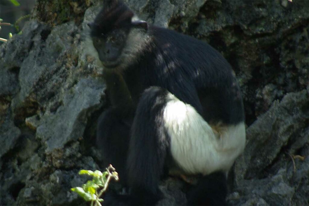 Delacour-langur met zwart-witte tekening op de rotsen bij Ninh Binh — een kritiek bedreigde apensoort waarvan de laatste populaties in Vietnam overleven