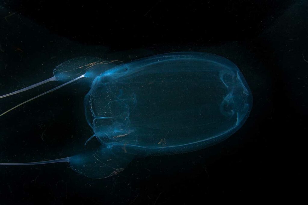 Doorzichtige dooskwal zweeft in donker water met blauwe gloed en lange tentakels zichtbaar aan beide zijden